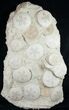 Spectacular Fossil Sand Dollar Cluster - Tall #8979-6